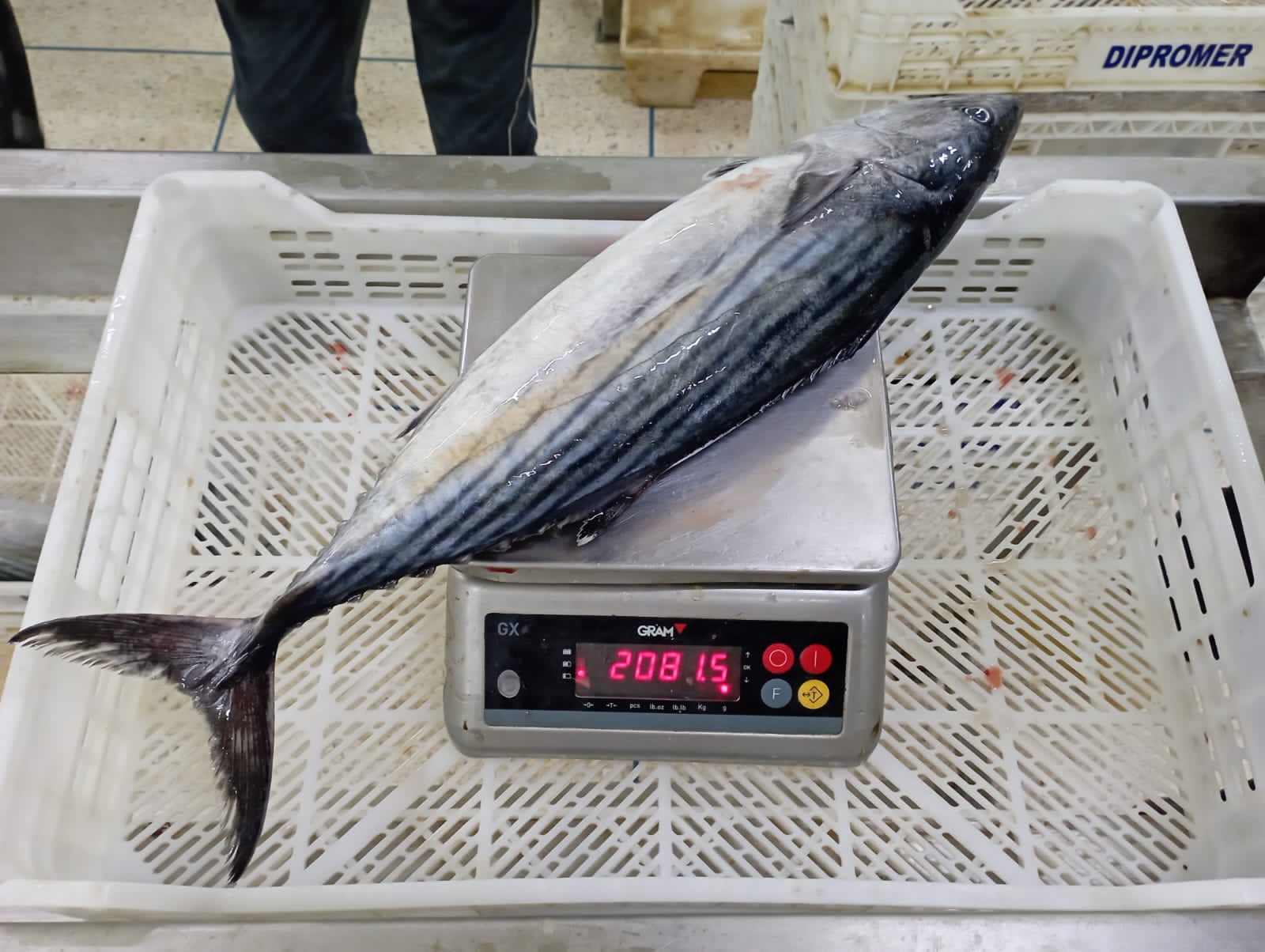 Bonito Sarda Sarda