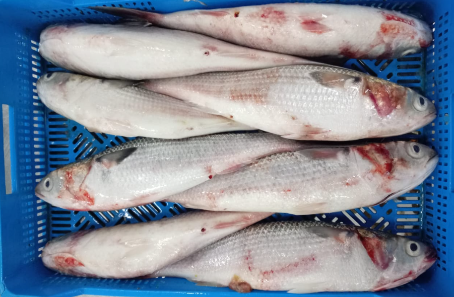 Grey Mullet