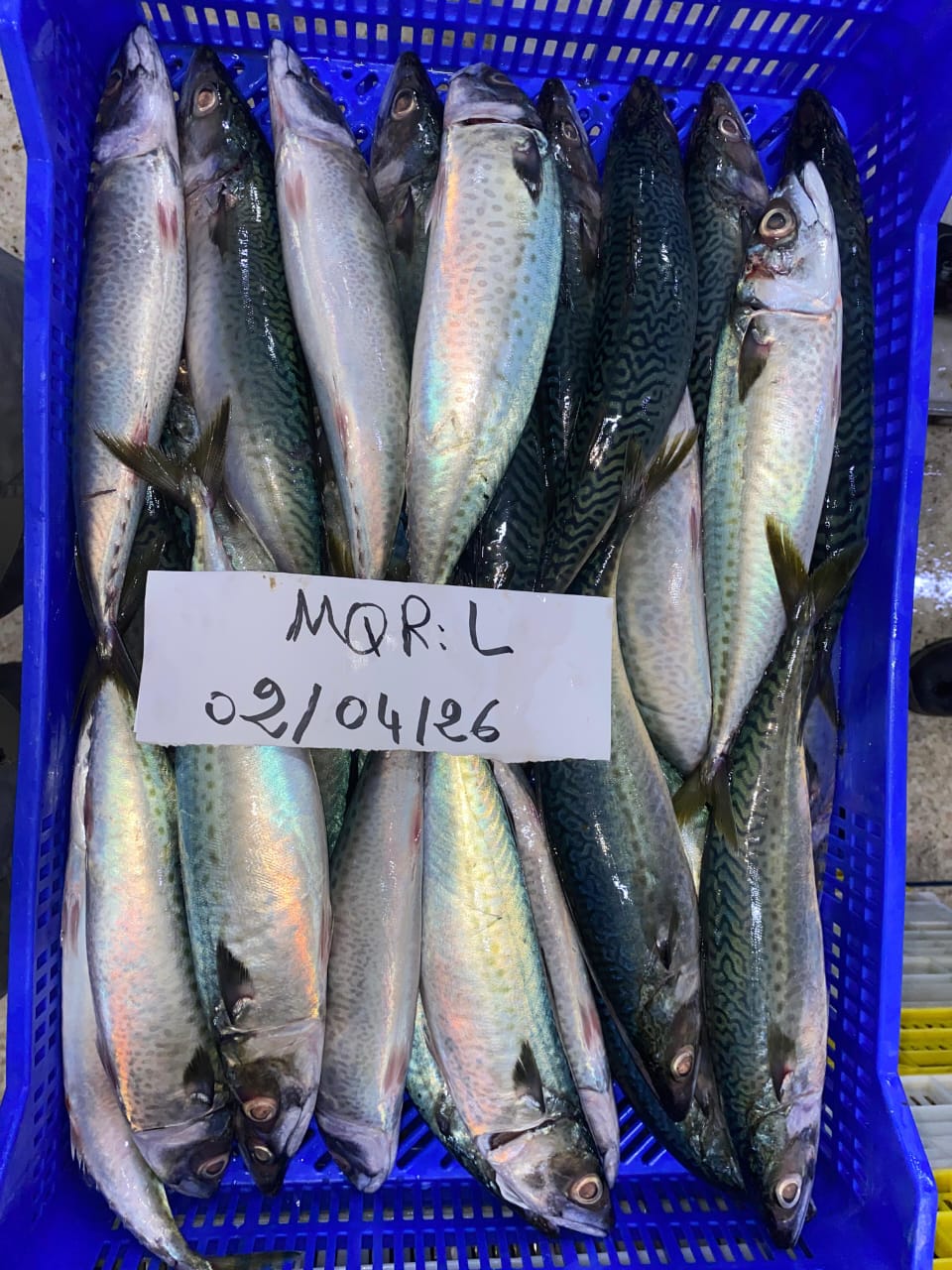 Mackerel Scomber
